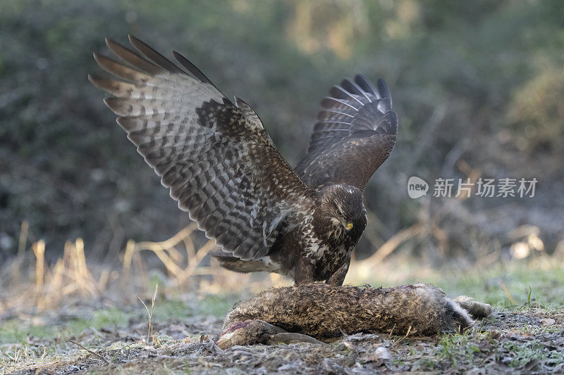 欧亚秃鹰配野兔(Buteo Buteo)